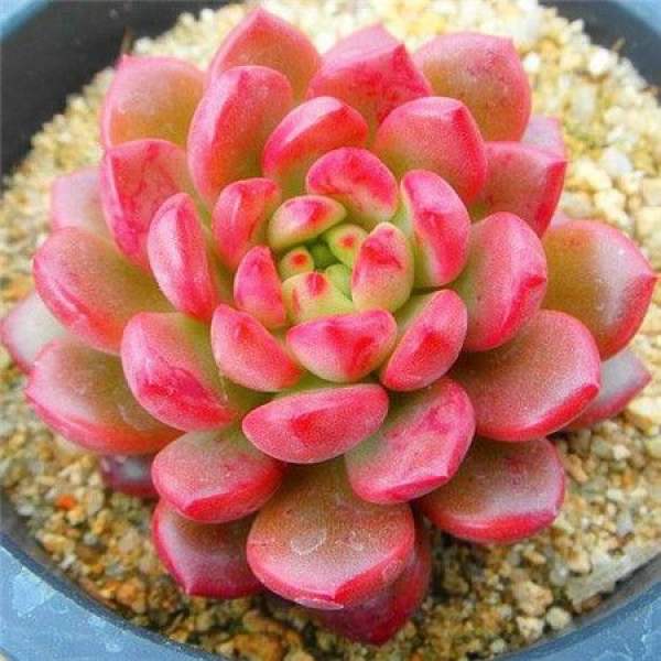 Ruby fleshy