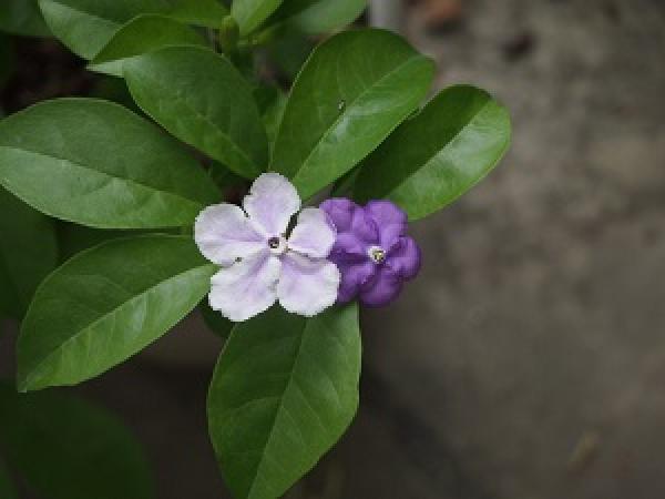 Jasmine bicolor