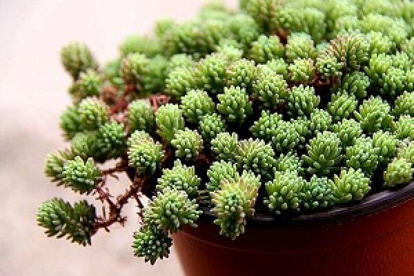 Rorippa tenuifolia