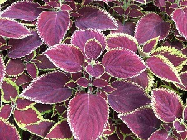 Coleus