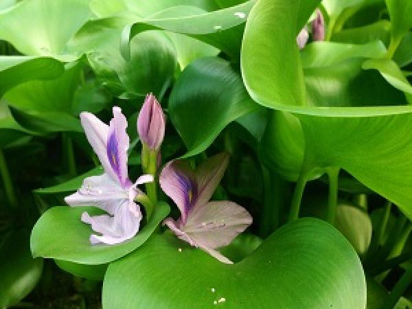 Water hyacinth