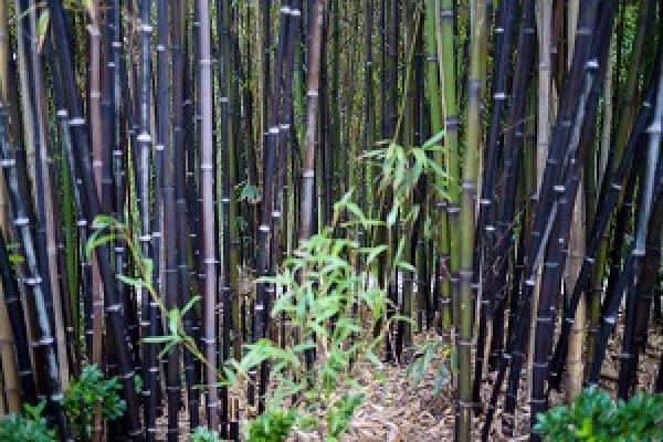 Purple Bamboo