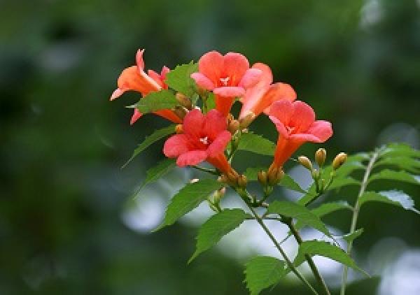 Campsis grandiflora