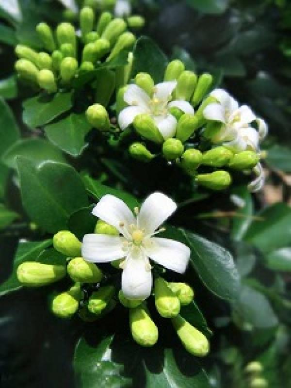 Murraya paniculata