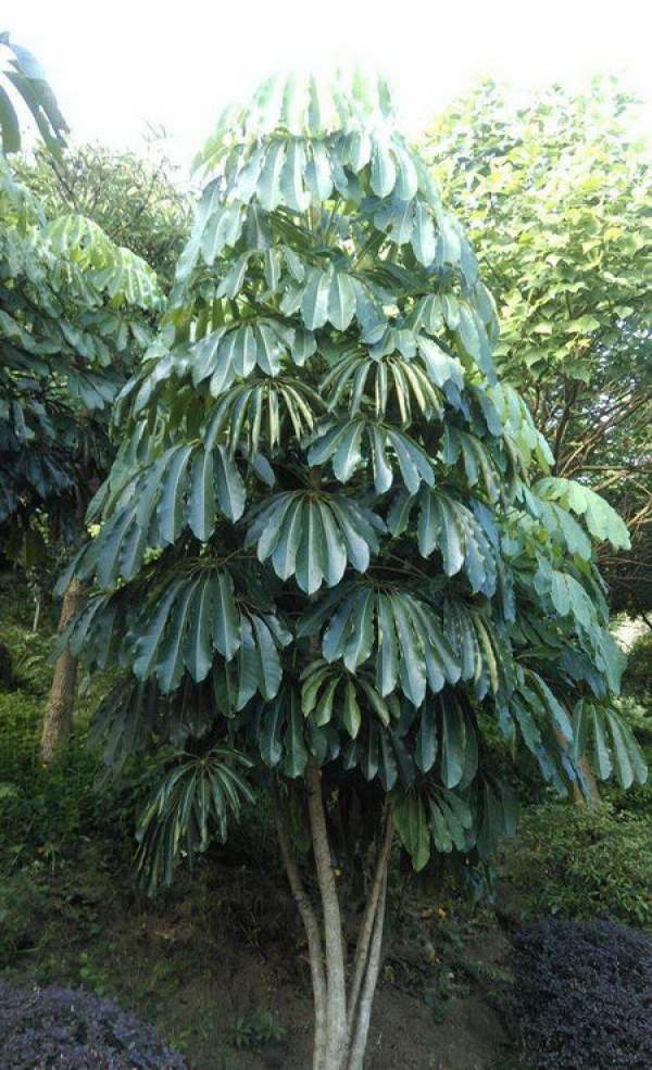 big leaf umbrella