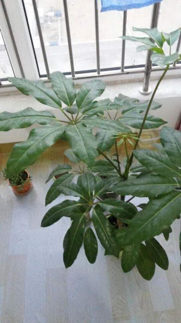Big leaf umbrella potted