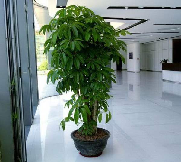 Potted Macrophylla