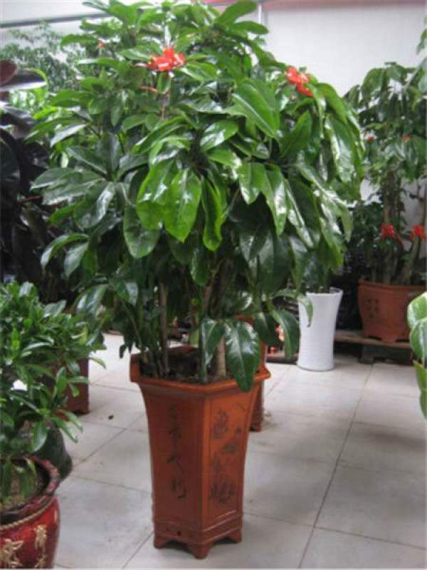 Potted Macrophylla
