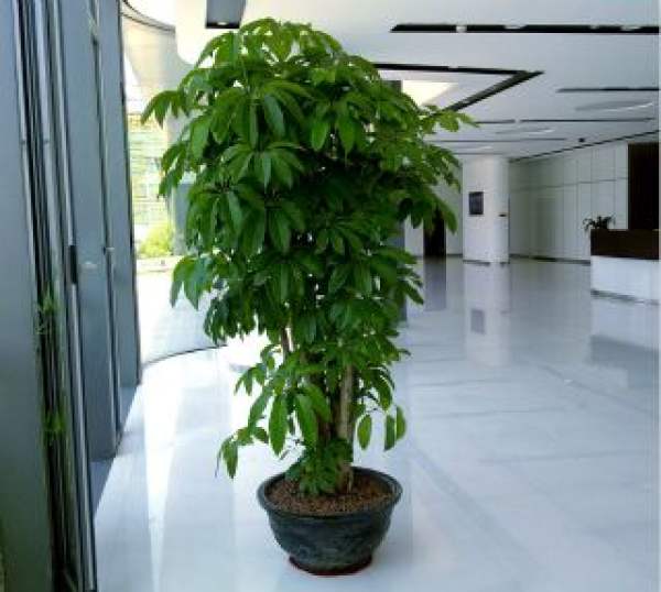 Indoor umbrella