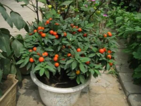 Potted coral bean