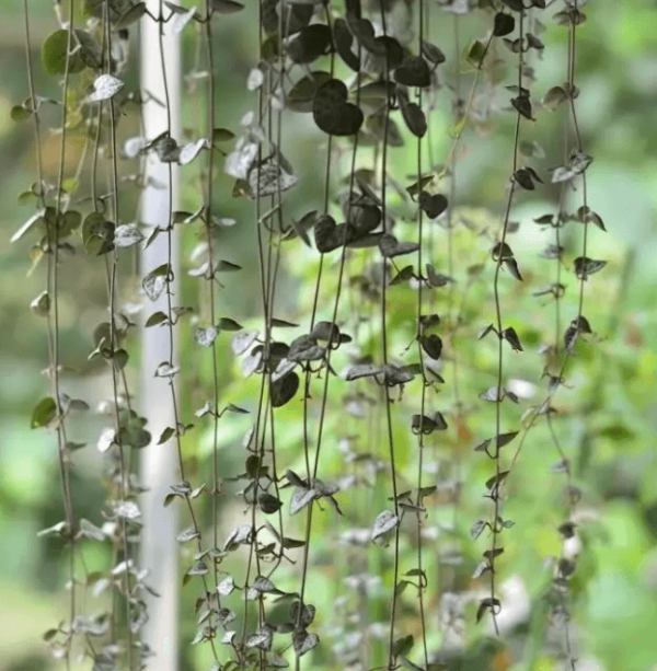 Curtain of Love Vine