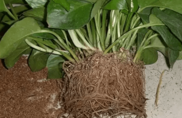 Scindapsus aureum finishing root system