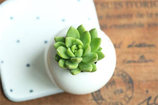 Qingli potted plant