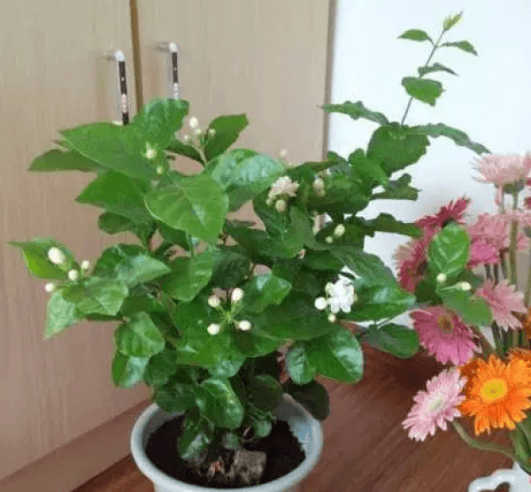 Flower Picture