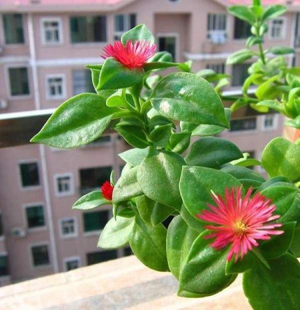 Peony chlorophytum