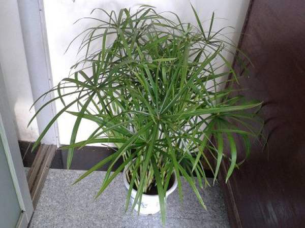 Water Bamboo