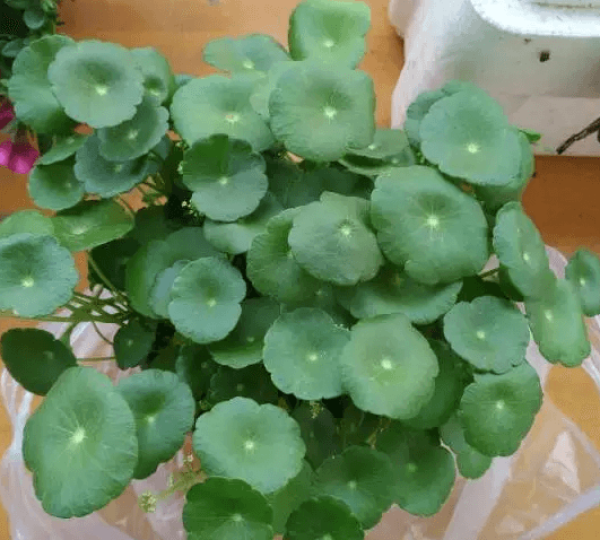 Herba Lysimachiae Christinae