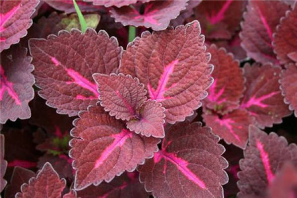 Perilla plant