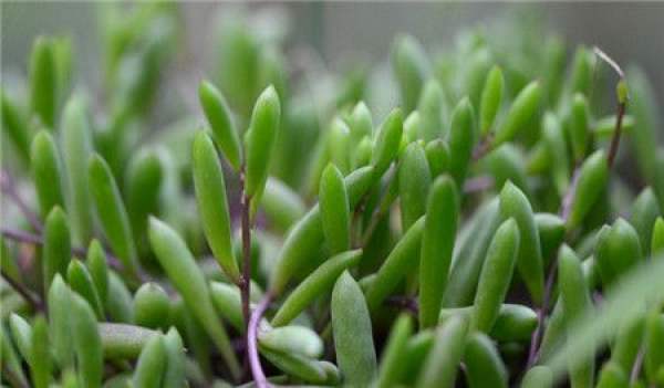 Potted Purple Xuanyue