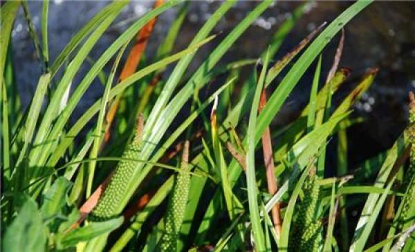 Acorus tatarinowii leaf