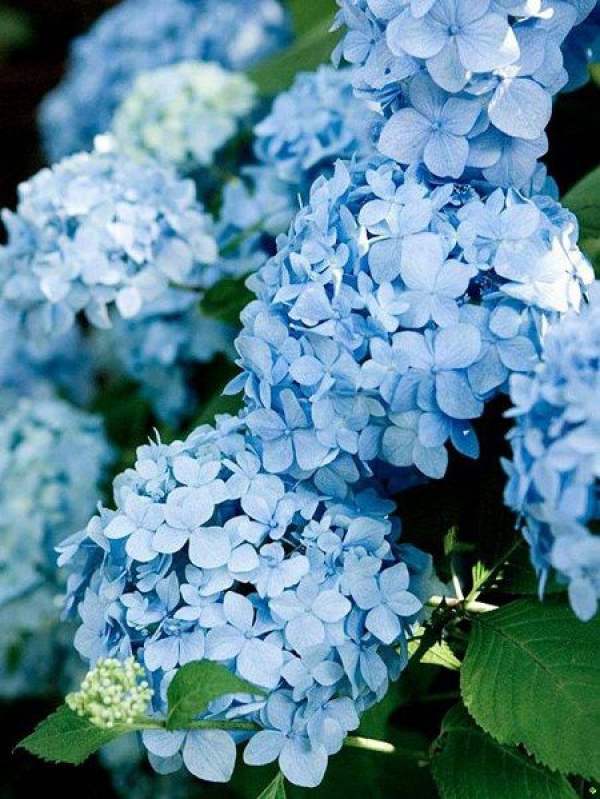 Hydrangea has no end in summer.