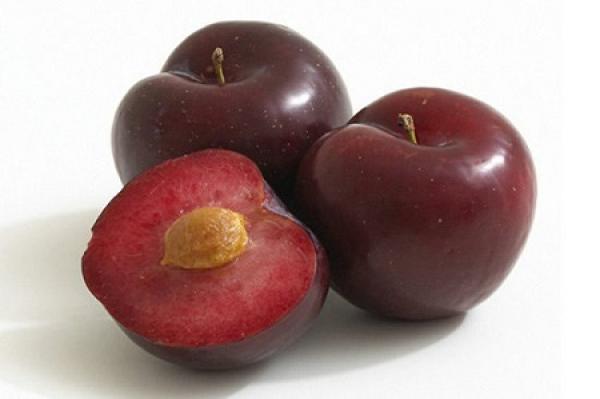 Plum