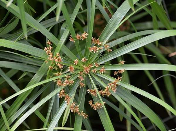 water bamboo