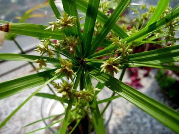 Water Bamboo