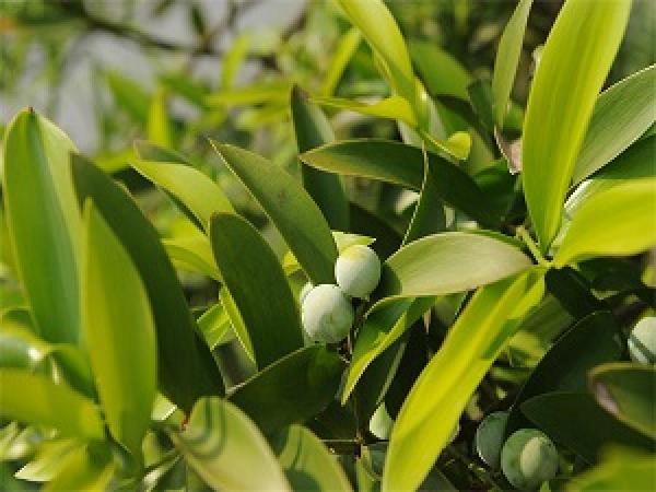 Podocarpus nagi plant