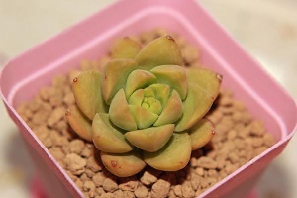 Huang Li potted plant