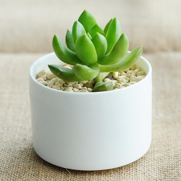 Potted Huang Li