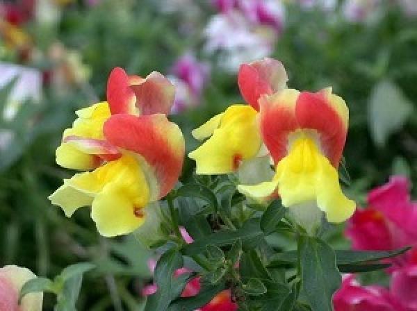 Close View of Antirrhinum