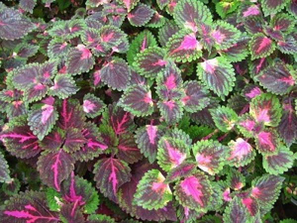 color leaf grass