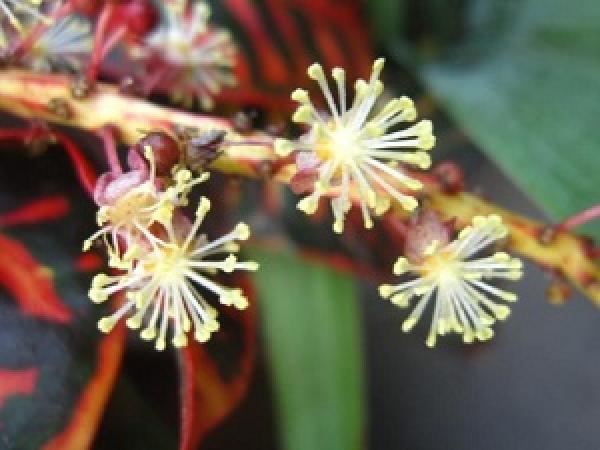 color leaf grass