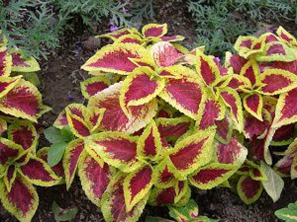 Legend of Coleus