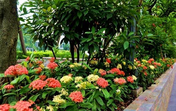 Dragon Boat Flower Blossom
