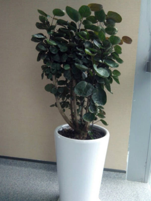 Money pocket potted plant