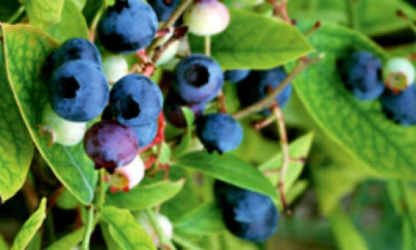 Delicious blueberries.