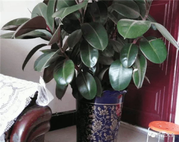 Rubber Tree