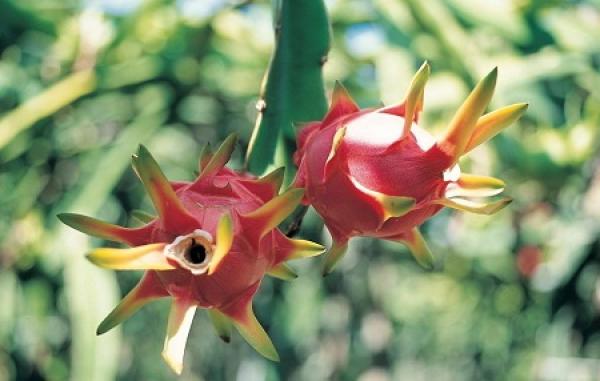 little dragon fruit