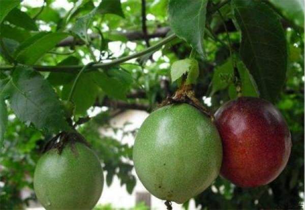 Unripe Passion Fruit