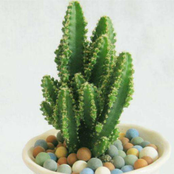 Wanzhongshan plant