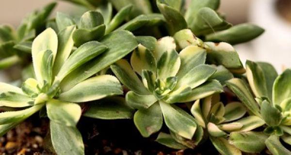 Fleshy leaves that love to dye brocade
