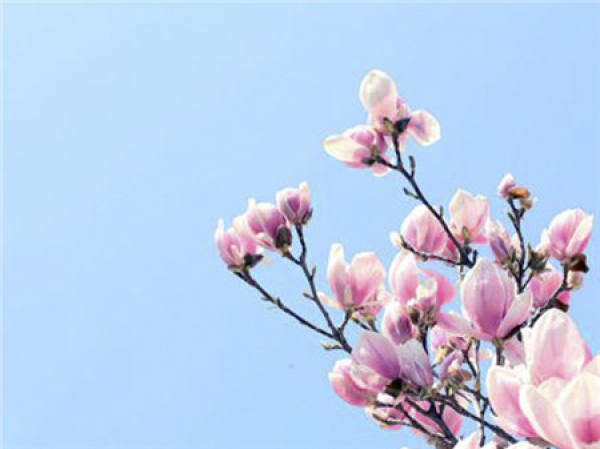 magnolia flowers