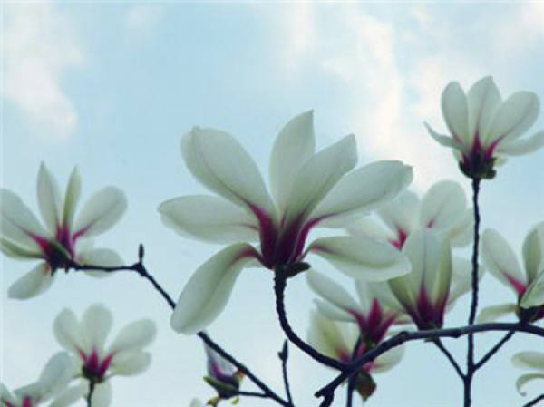 The noble magnolia.