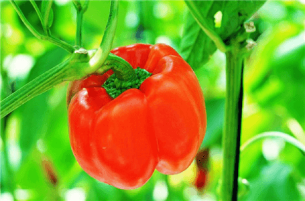 sweet pepper