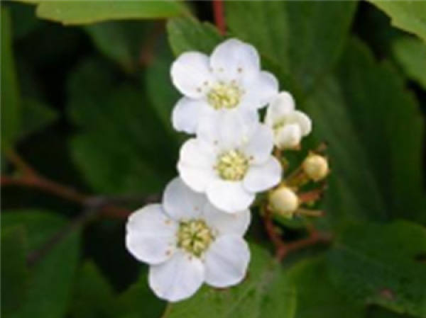 Spiraea cannabina plant