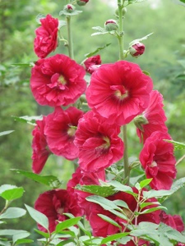 Red hollyhock plant
