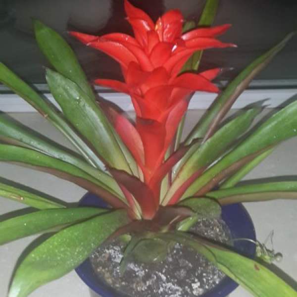 Potted plants are lucky.