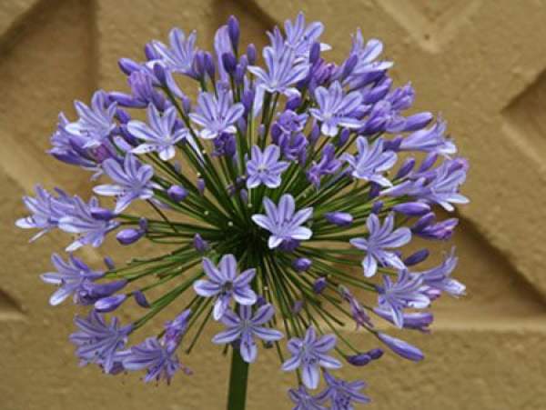 How does agapanthus spend the winter?